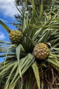 Pandanus Screw Pine Fruit on the Tree Royalty Free Stock Photo