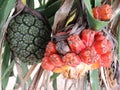 Pandanus tectorius fruit