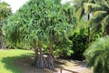 Pandanus tectorius, hala Royalty Free Stock Photo