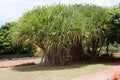 Pandanus tectorius or hala tree growing in Hawaii Royalty Free Stock Photo