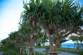 Pandanus tectorius in Okinawa