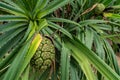 Pandanus tectorius tree and green leaves with raw hala fruit. Tahitian screwpine branch and green fruit on seashore beach. Clean Royalty Free Stock Photo