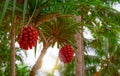 Pandanus tectorius tree with ripe Ã Â¹â°hala fruit on blur background of coconut tree at tropical beach with sunlight. Tahitian