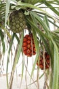 Pandanus tree Royalty Free Stock Photo