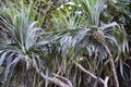 Pandanus tree also known as pandan or pine or palm Royalty Free Stock Photo