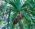 Pandanus tree also known as pandan or pine or palm Royalty Free Stock Photo