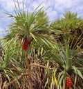 Pandanus tree also known as pandan or pine or palm Royalty Free Stock Photo