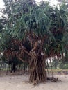 Pandanus tree on the beach Royalty Free Stock Photo