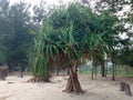 Pandanus tree on the beach Royalty Free Stock Photo