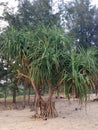 Pandanus tree on the beach Royalty Free Stock Photo