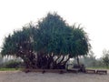 Pandanus tree on the beach Royalty Free Stock Photo