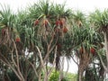 A Pandanus tree bearing bright red fruit Royalty Free Stock Photo