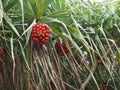 A Pandanus tree bearing bright red fruit Royalty Free Stock Photo