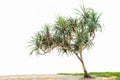 Pandanus tree Royalty Free Stock Photo