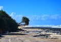 Pandanus tree on 75 miles beach on Fraser Island Royalty Free Stock Photo