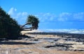 Pandanus tree on 75 miles beach on Fraser Island Royalty Free Stock Photo