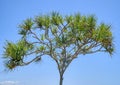 Pandanus tree one with blue sky background Royalty Free Stock Photo