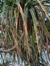 Pandanus tree Royalty Free Stock Photo