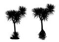 Pandanus tree black silhouette. palm-like trees Royalty Free Stock Photo