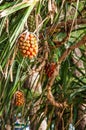 Pandanus tree Royalty Free Stock Photo