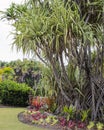 Pandanus utilis Screw Pine in a tropical landscape Royalty Free Stock Photo