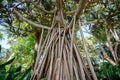 Pandanus utilis tree, the common screwpine , aerial roots Royalty Free Stock Photo