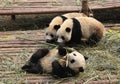 Pandas