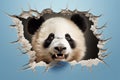 Pandas adorable face pops through torn wall perfect for mockup framing