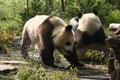 Pandas in chengdu 2