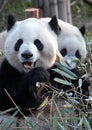 Pandas at Chengdu Panda Reserve Chengdu Research Base of Giant Panda Breeding in Sichuan, China.