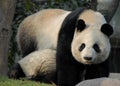 Pandas at Chengdu Panda Reserve Chengdu Research Base of Giant Panda Breeding in Sichuan, China.