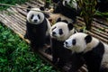 Pandas enjoying their bamboo breakfast in Chengdu Research Base, China Royalty Free Stock Photo