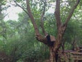 Pandas in Giant Panda Breeding Research Base Xiongmao Jidi, Chengdu, China