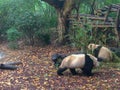 Pandas in Giant Panda Breeding Research Base Xiongmao Jidi, Chengdu, China