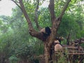 Pandas in Giant Panda Breeding Research Base Xiongmao Jidi, Chengdu, China