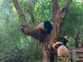 Pandas in Giant Panda Breeding Research Base Xiongmao Jidi, Chengdu, China