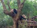 Pandas in Giant Panda Breeding Research Base Xiongmao Jidi, Chengdu, China