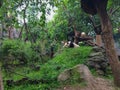 Pandas in Giant Panda Breeding Research Base Xiongmao Jidi, Chengdu, China