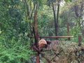 Pandas in Giant Panda Breeding Research Base Xiongmao Jidi, Chengdu, China