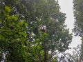 Pandas in Giant Panda Breeding Research Base Xiongmao Jidi, Chengdu, China