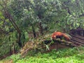 Pandas in Giant Panda Breeding Research Base Xiongmao Jidi, Chengdu, China