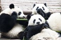 Panda Bears, eating bamboo, Chengdu, China