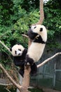 Pandas hanging on tree trunk in Chengdu Research Base of Giant Panda