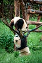 pandas in Pairia Daiza