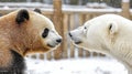 The Pandas and Polaris Python packages are represented by two pandas facing each other.
