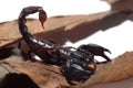 Emperor scorpion over dried leaves