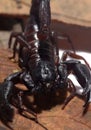 Emperor scorpion over dried leaves