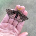 Pandora Pine Moth in Hand Royalty Free Stock Photo