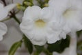 Pandorea jasminoides `Alba`, Bower of Beauty, Bower Vine Royalty Free Stock Photo