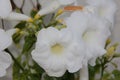 Pandorea jasminoides `Alba`, Bower of Beauty, Bower Vine Royalty Free Stock Photo